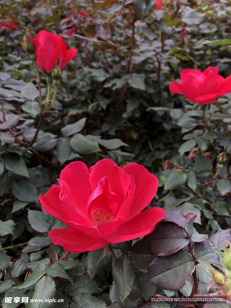 月季