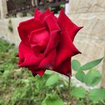 玫瑰花