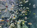 海洋生物