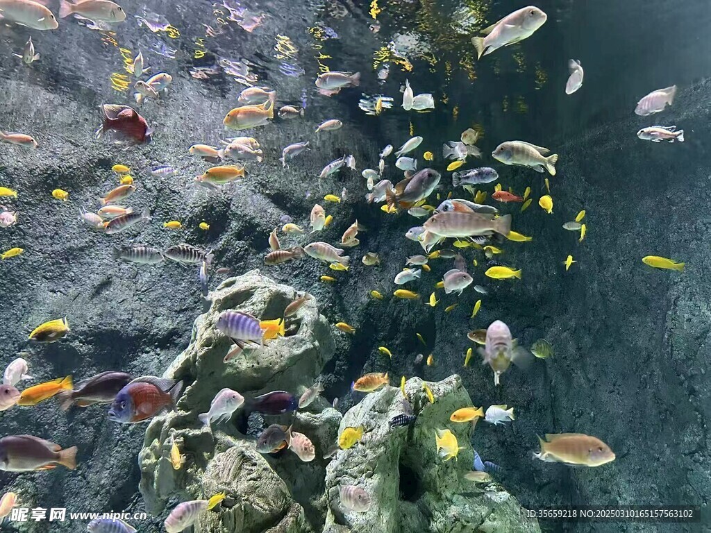 海洋生物