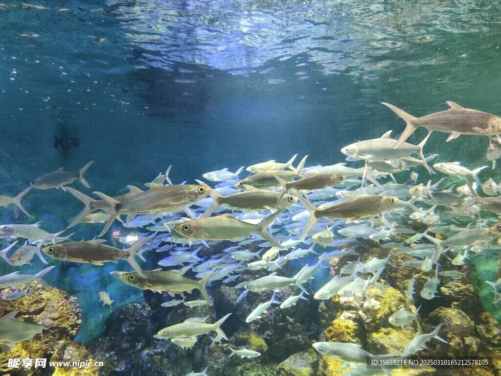  海底世界    海洋生物  