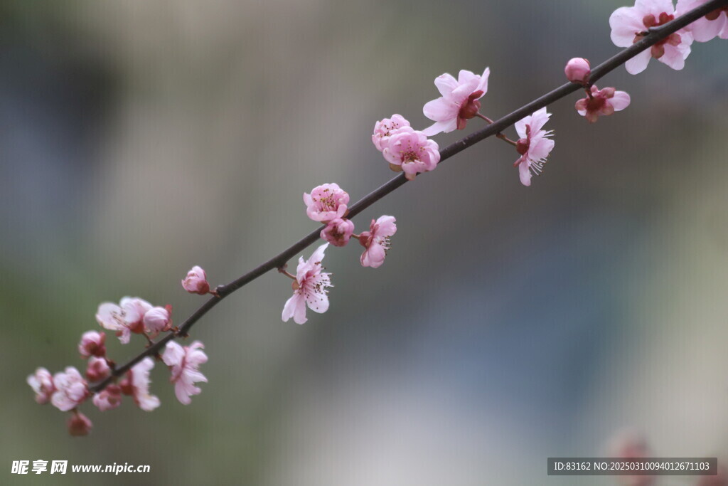 梅花