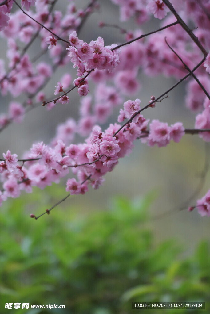 梅花朵