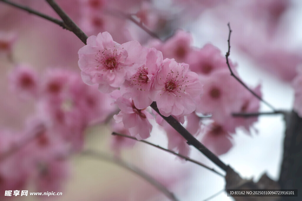 梅花