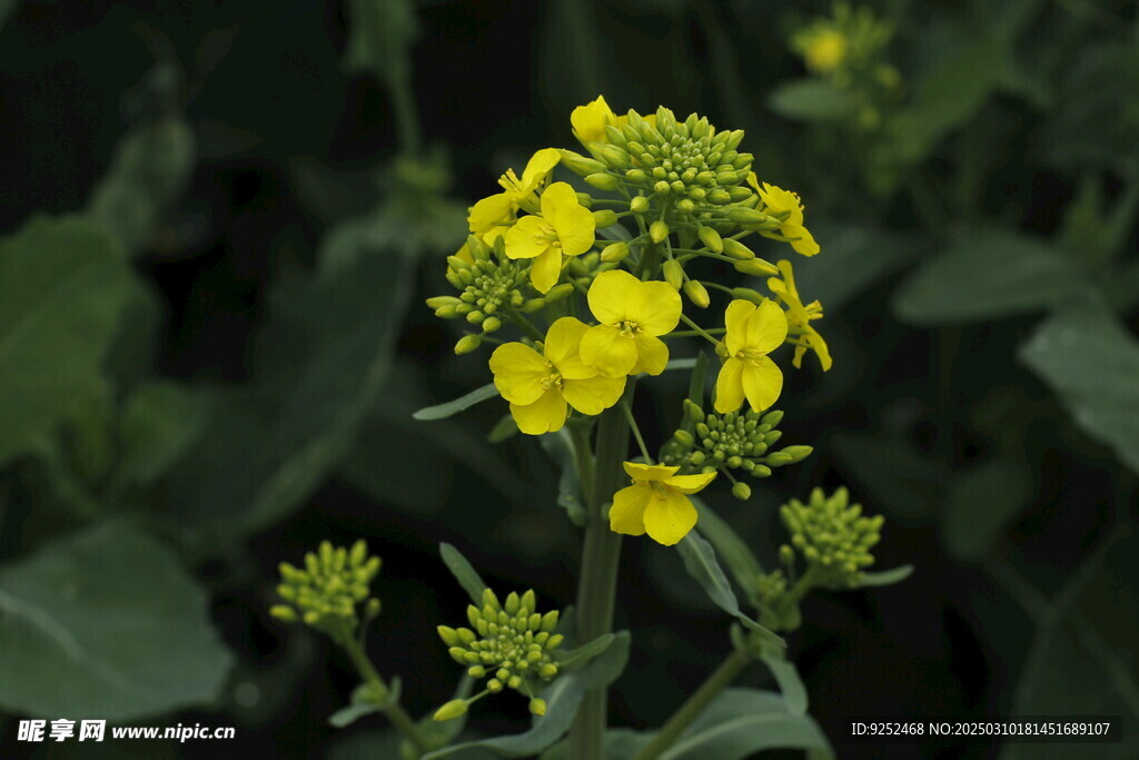 油菜花 