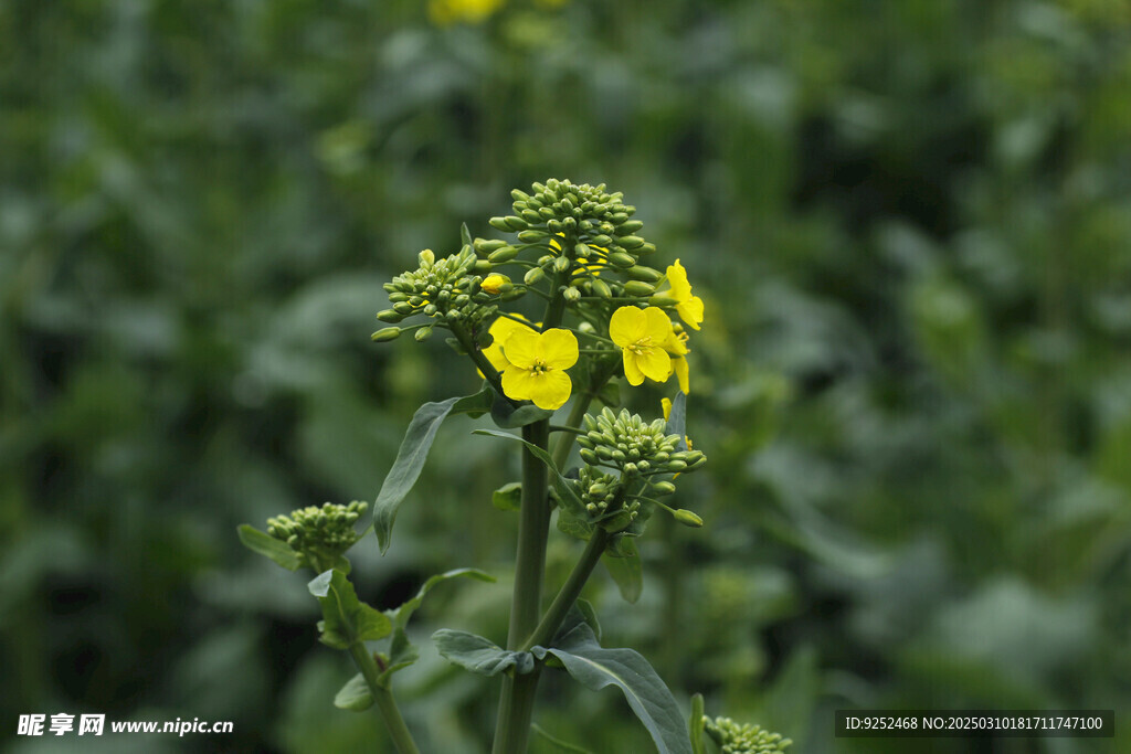 油白菜 