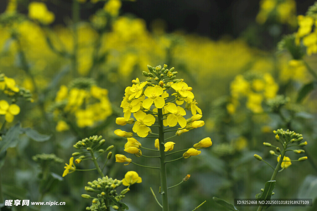 油菜花 