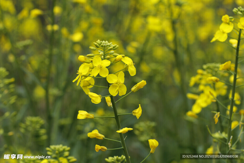 油白菜 