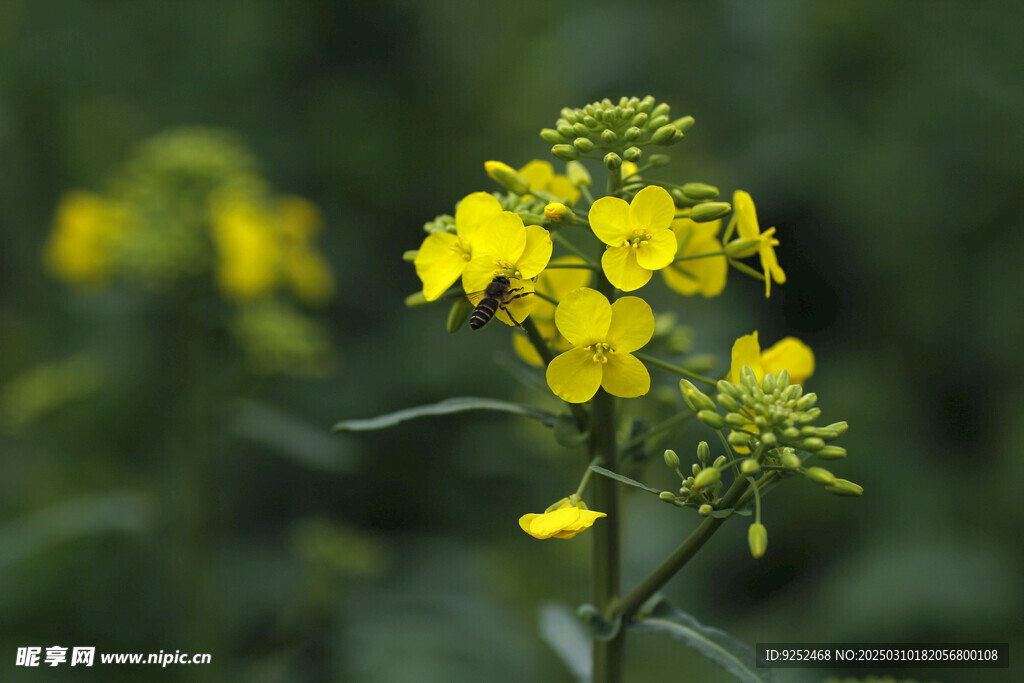 油菜