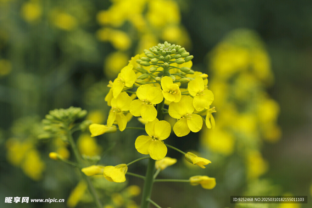 油菜花 