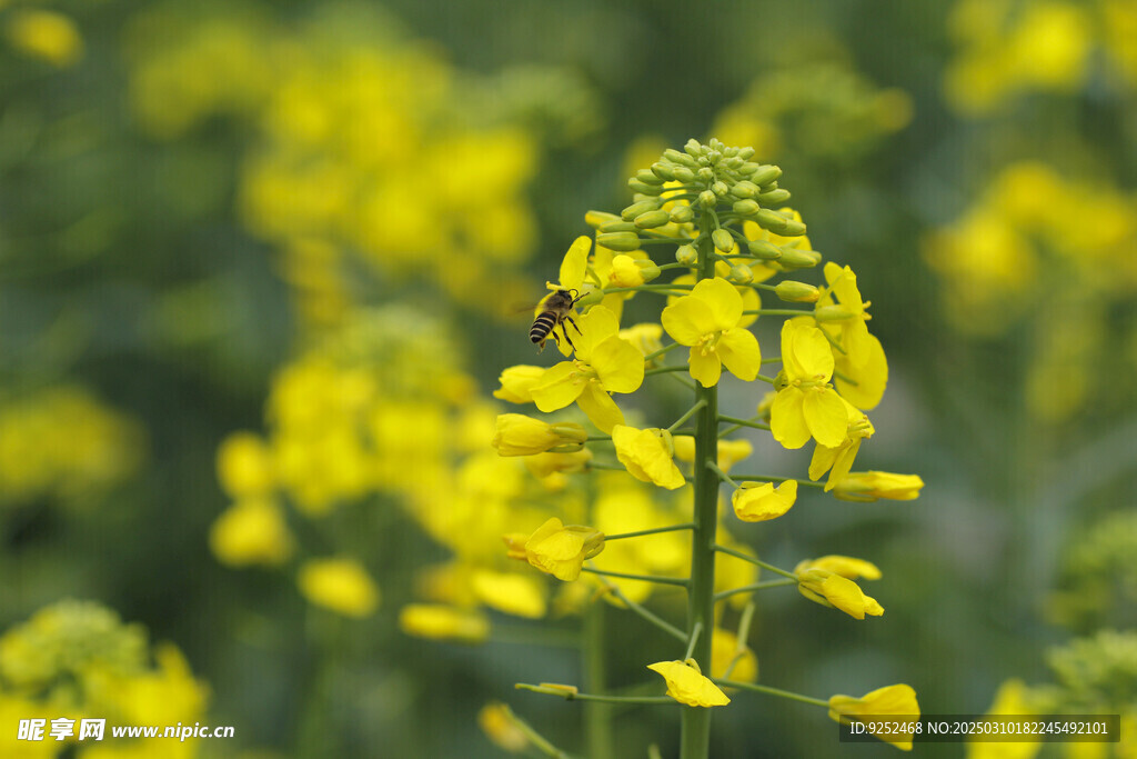 油菜花 