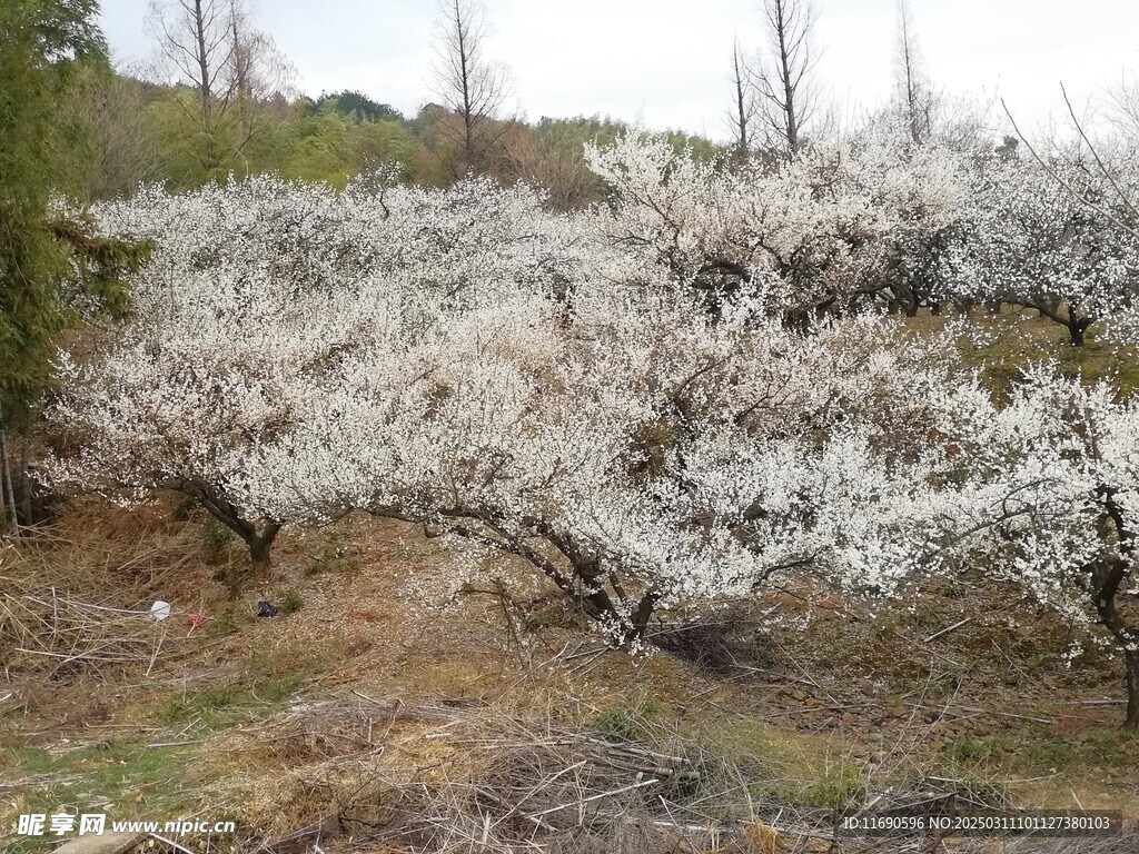 青梅花开