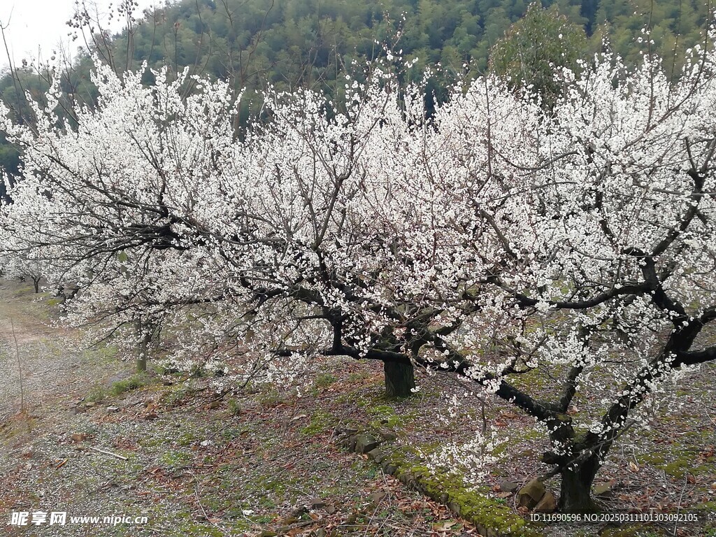 青梅花开