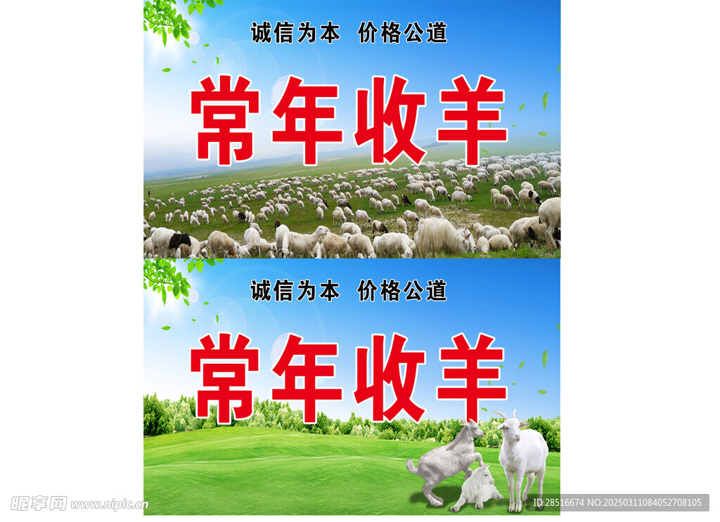 常年收羊