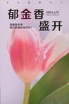 郁金香