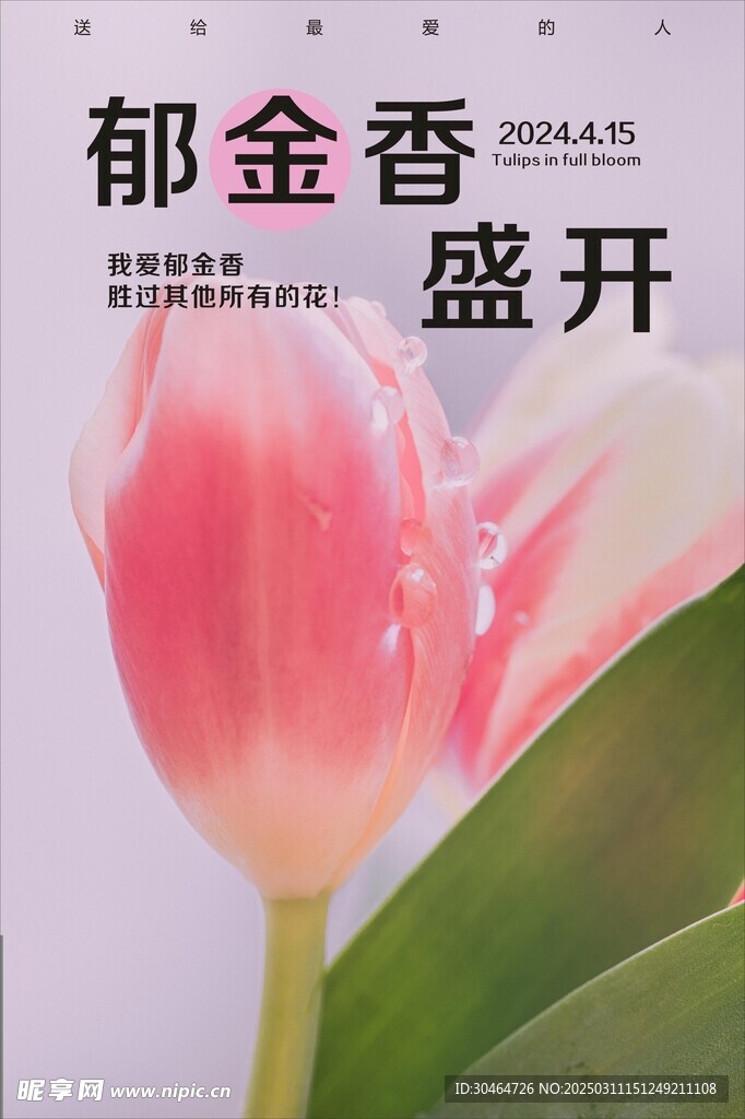 郁金香