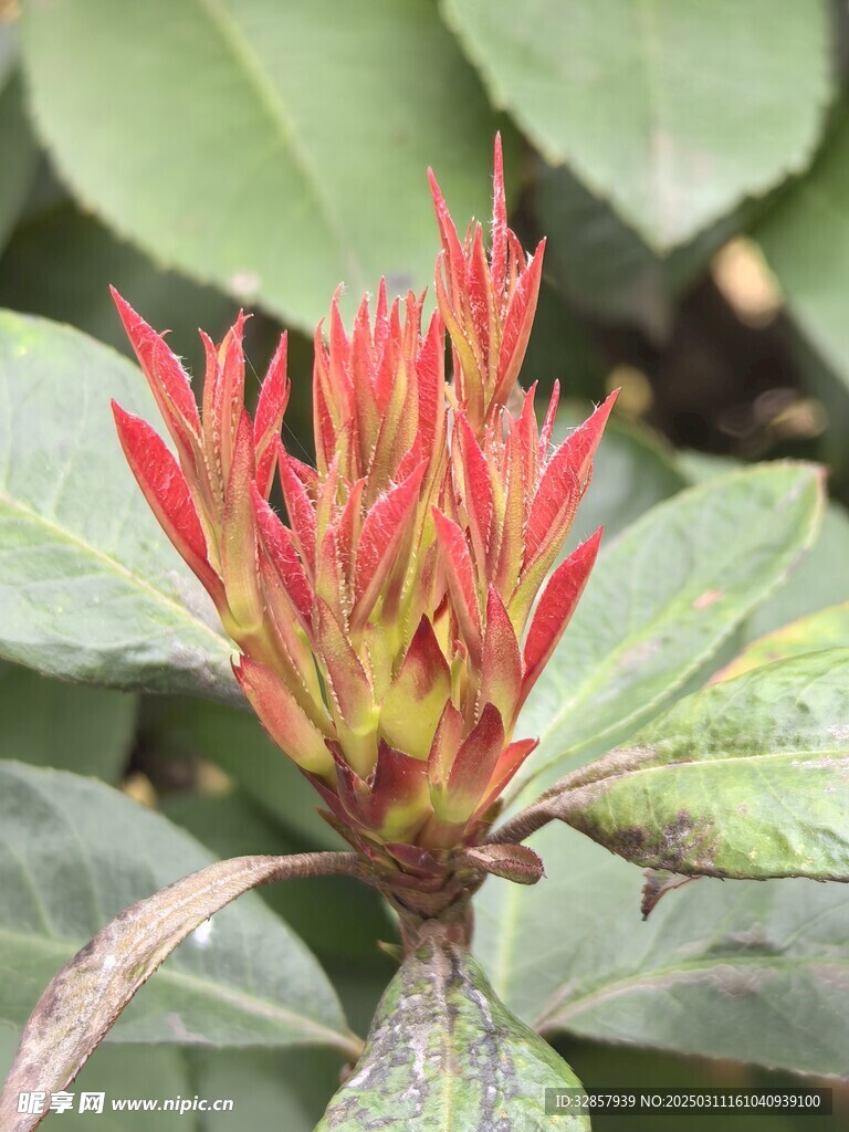 红色新芽