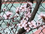 春天樱花
