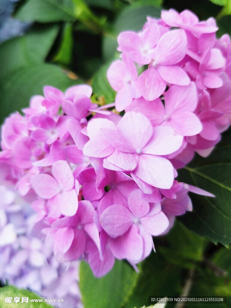 绣球花特写