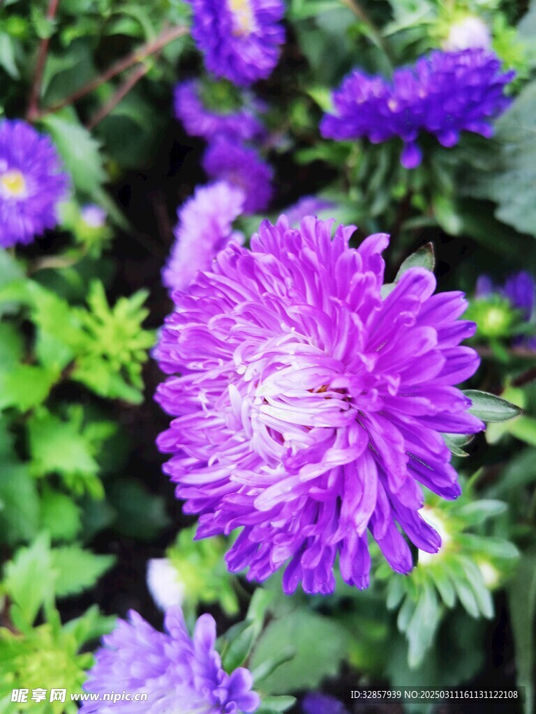 紫菀花