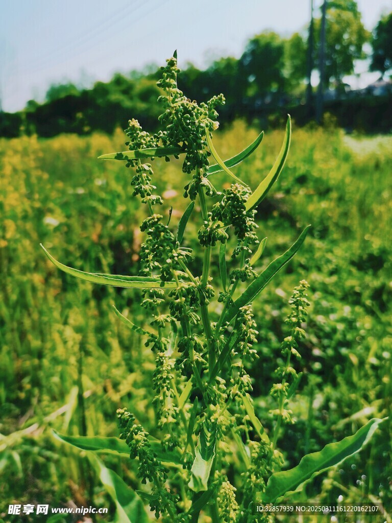 初春的野外植物