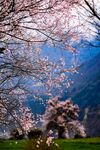  西藏桃花