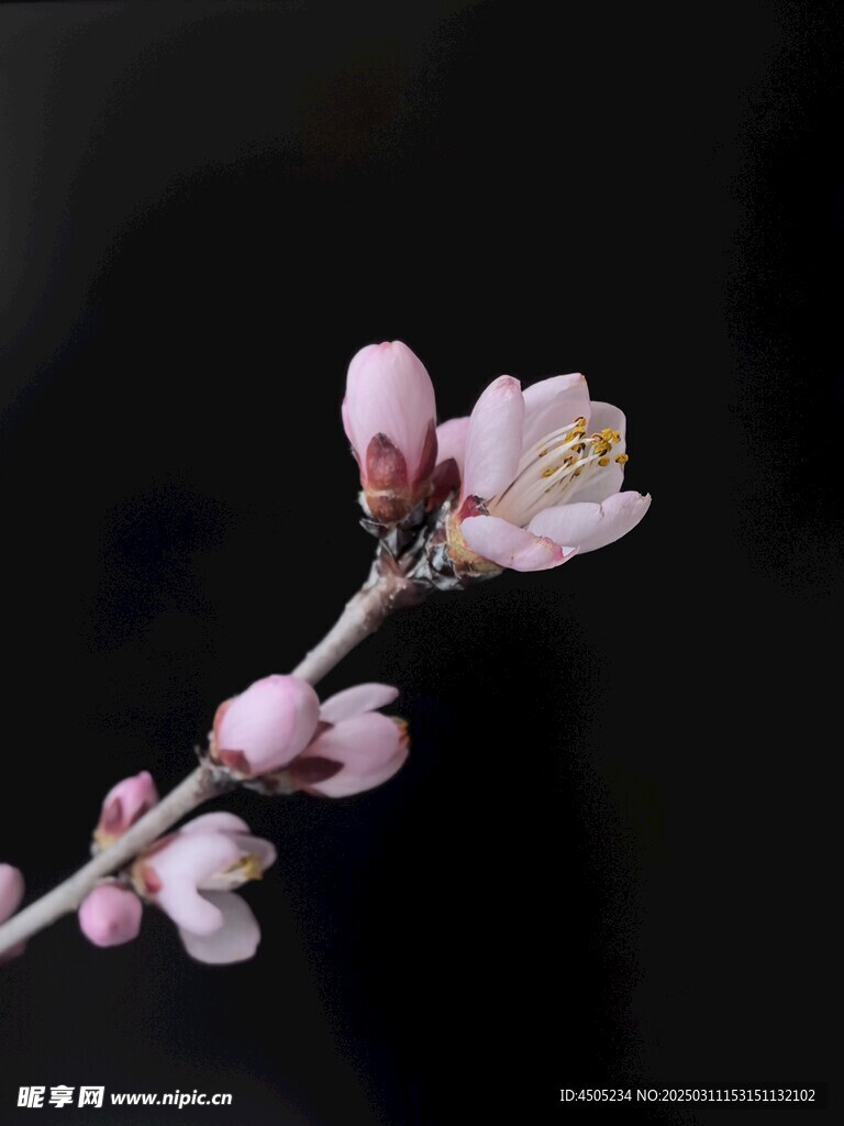 桃花