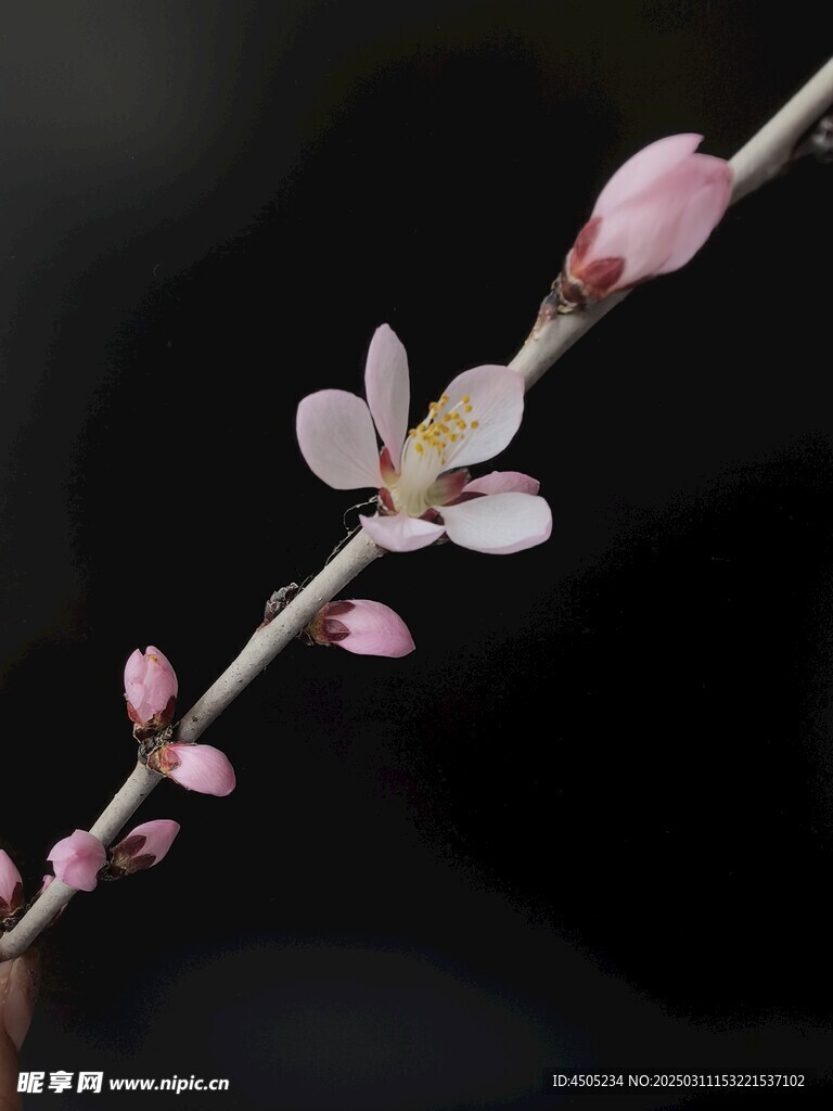 桃花