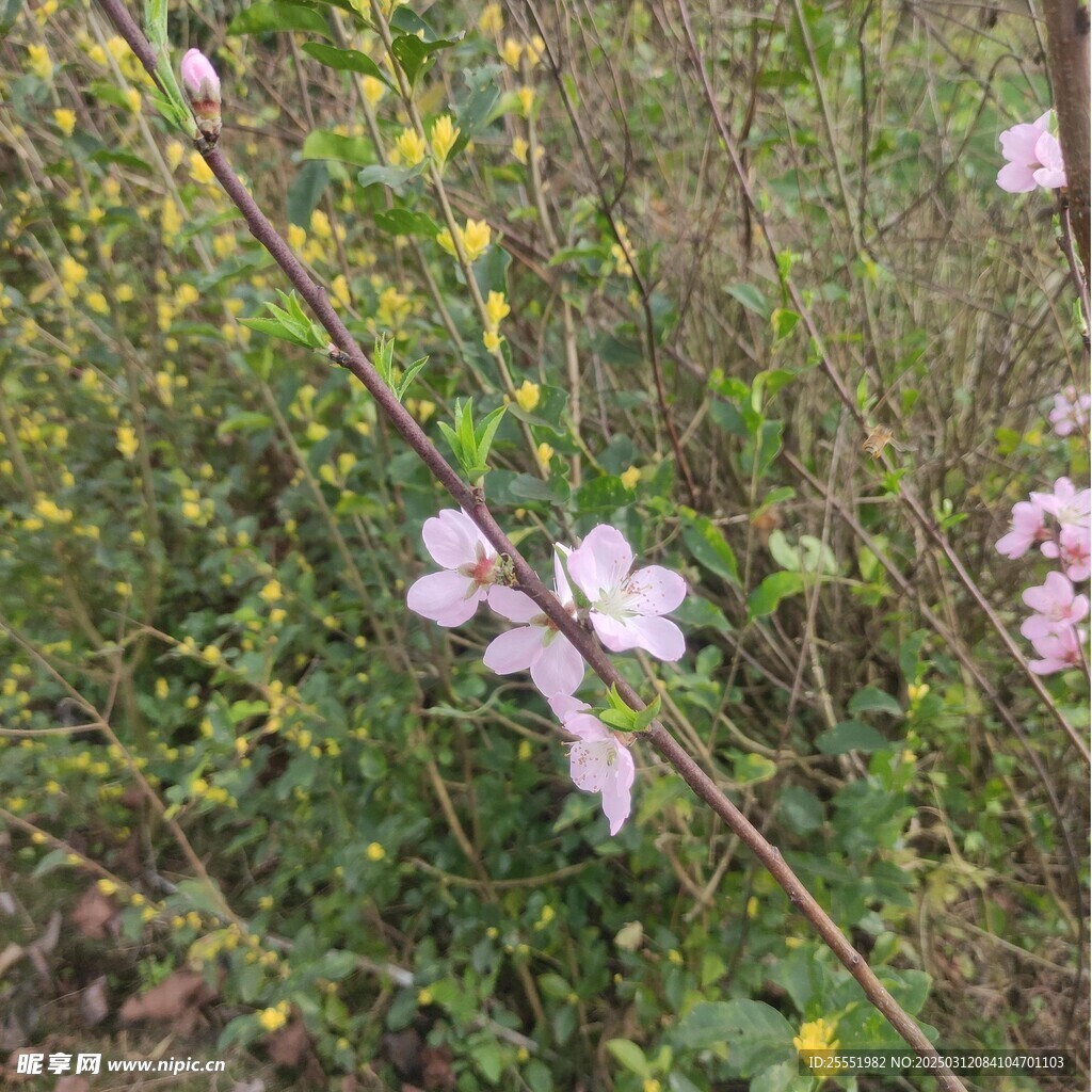 樱花