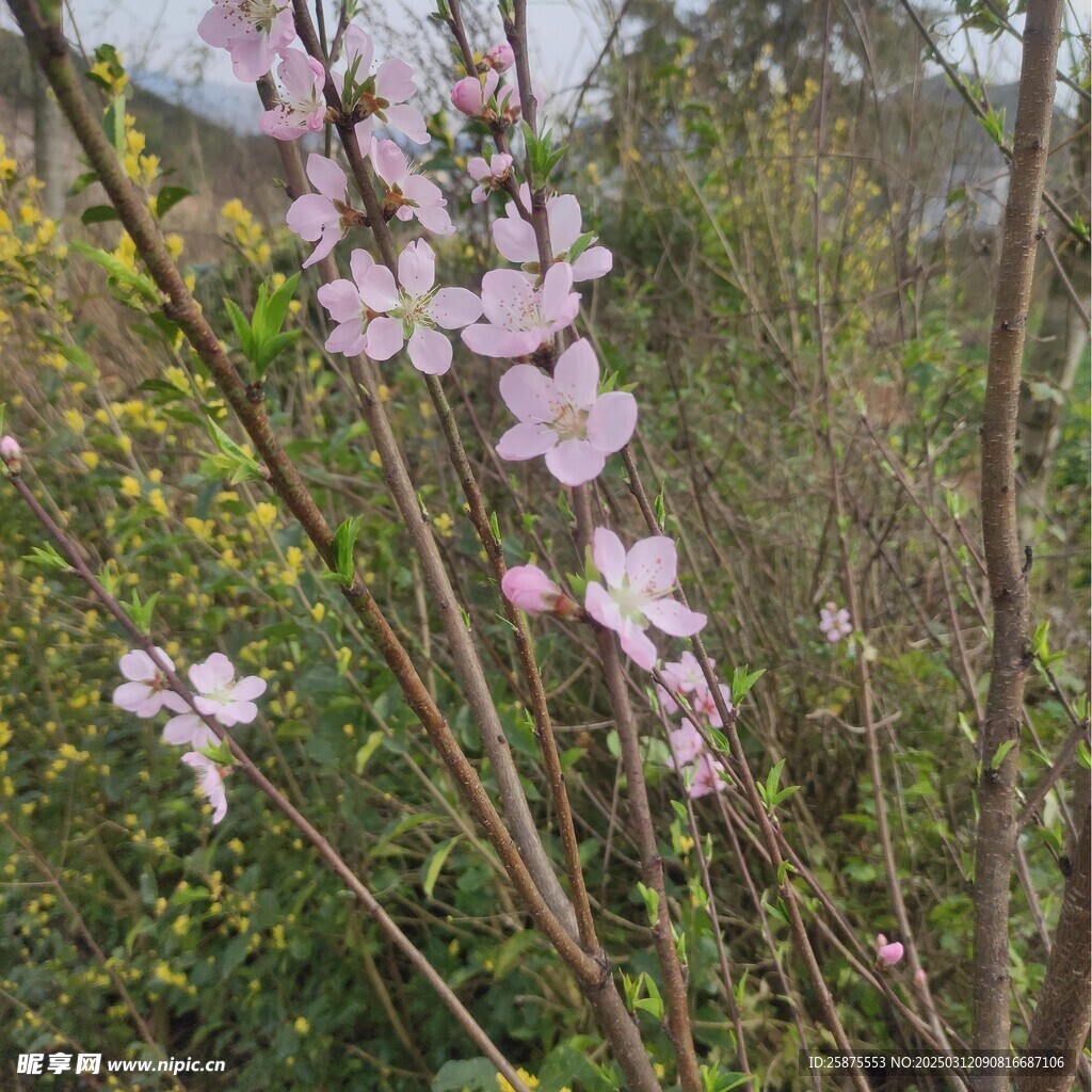 樱花