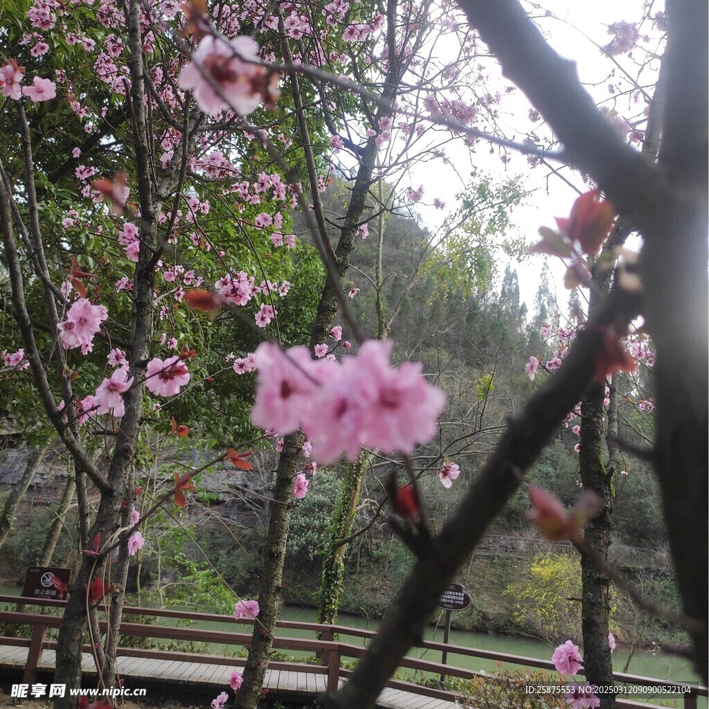 樱花