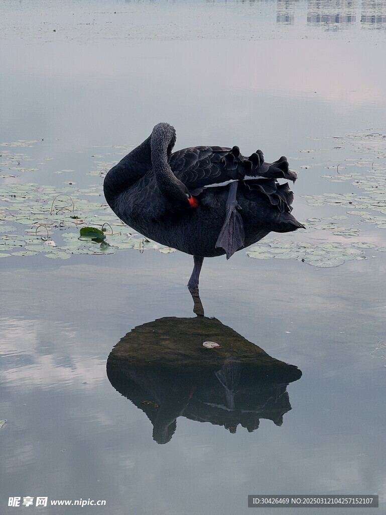 黑天鹅