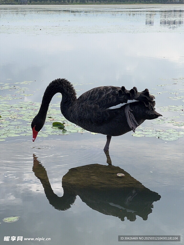 黑天鹅