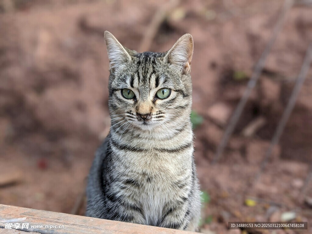 狸花猫