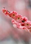 枝头的梅花