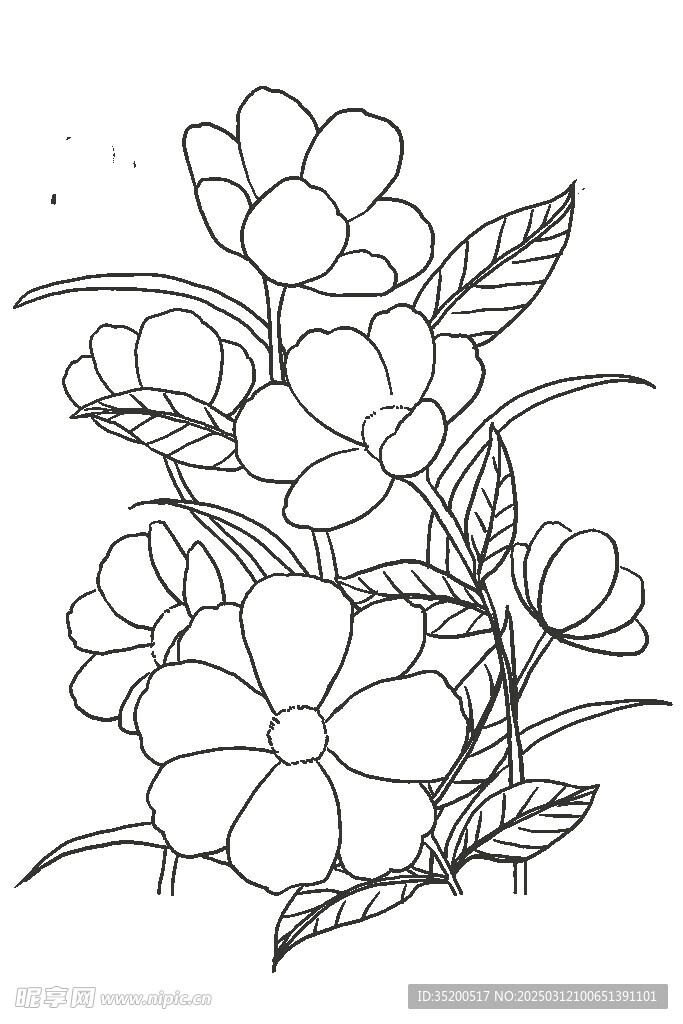 手绘花朵线描