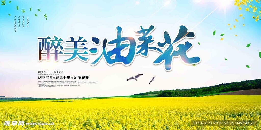 油菜花