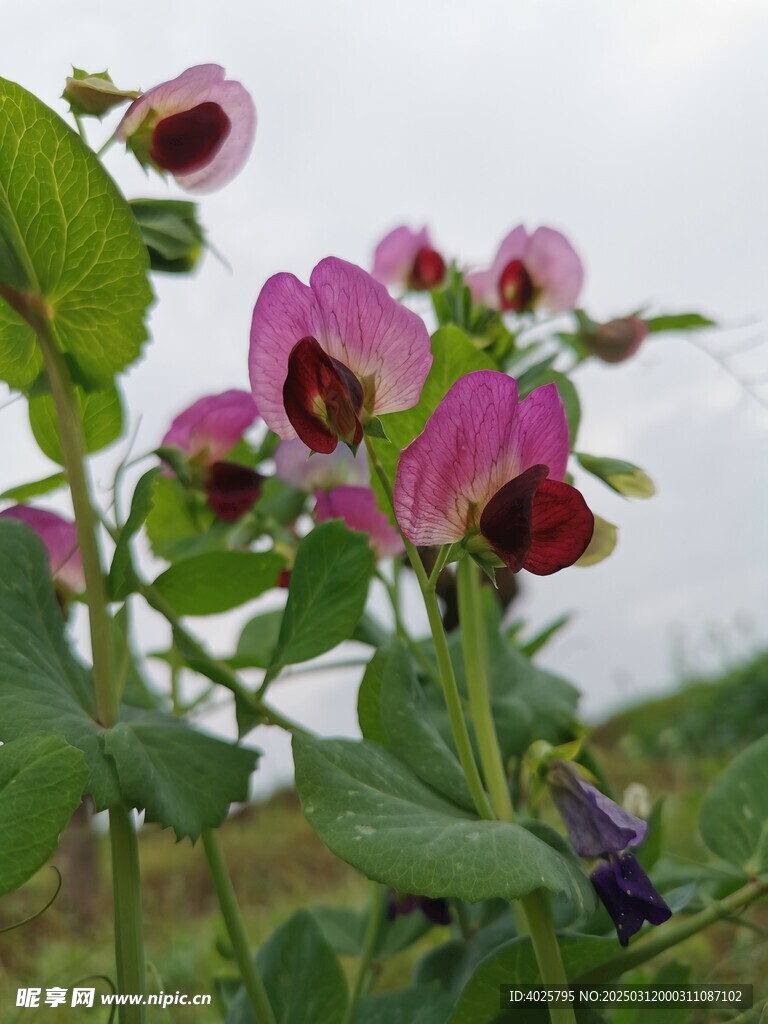 豌豆花 农村景物 农村庄稼 