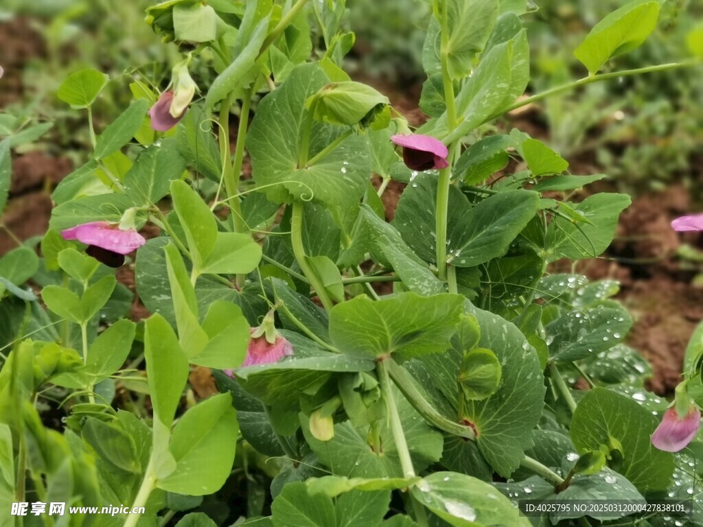 农村豌豆花