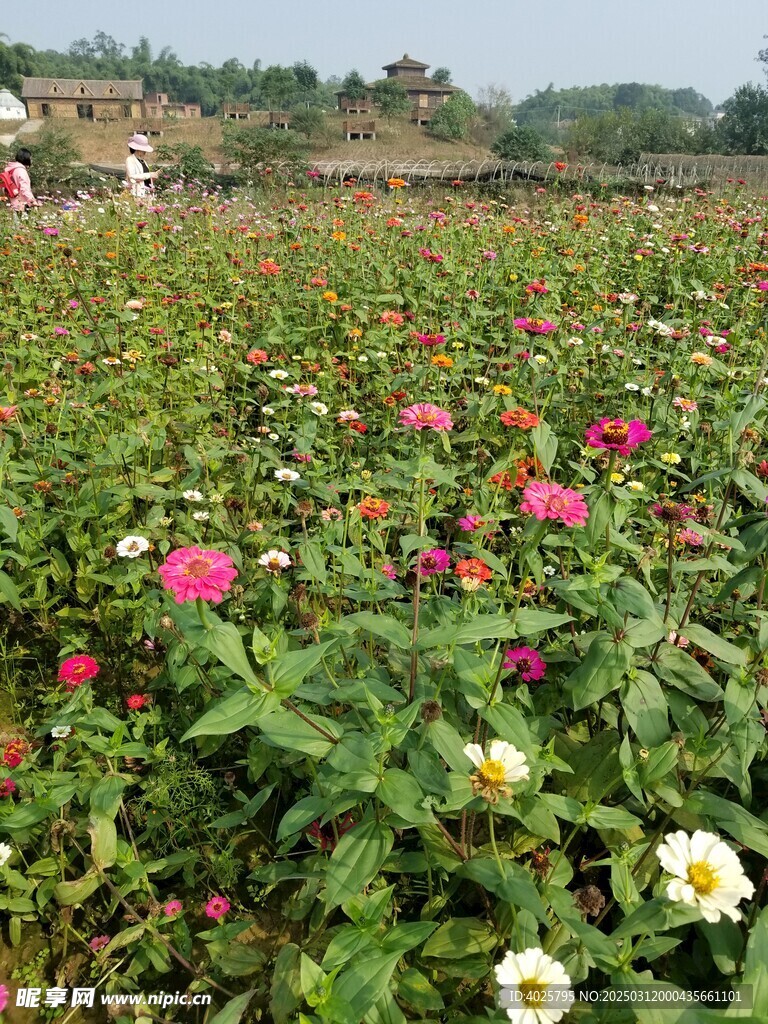 花园景物