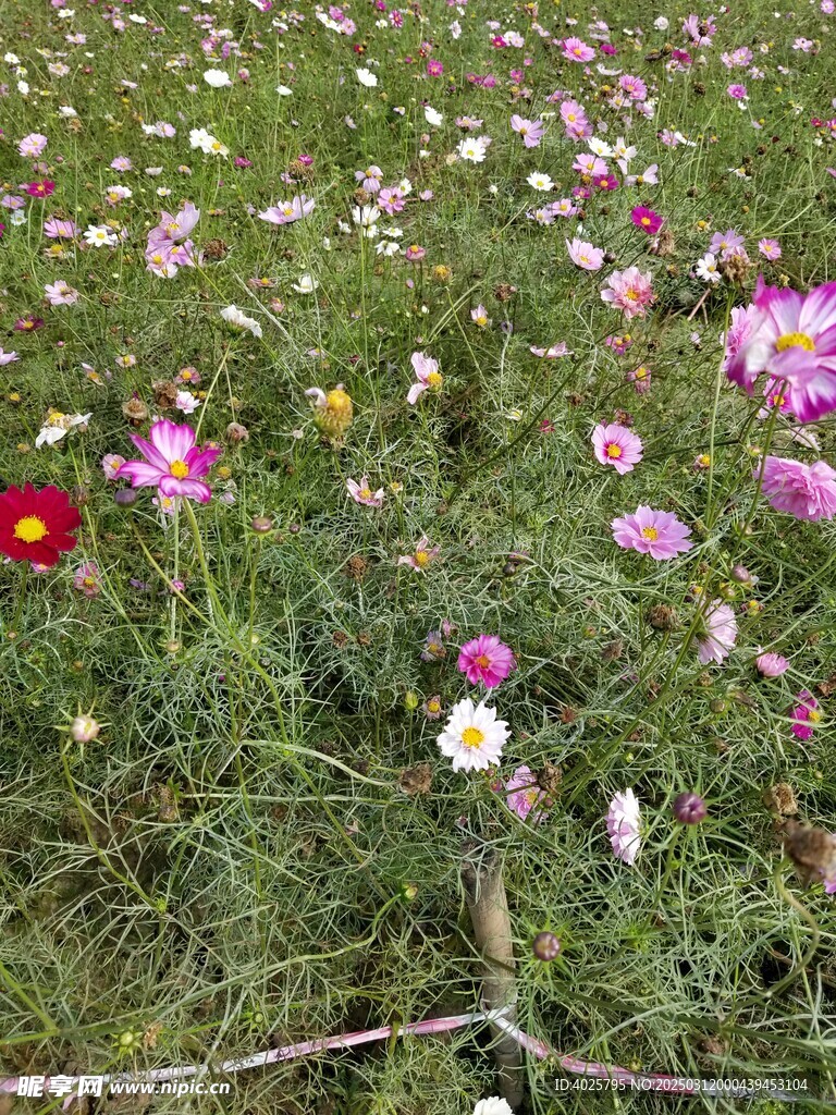 路边小野花朵