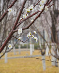 山桃花