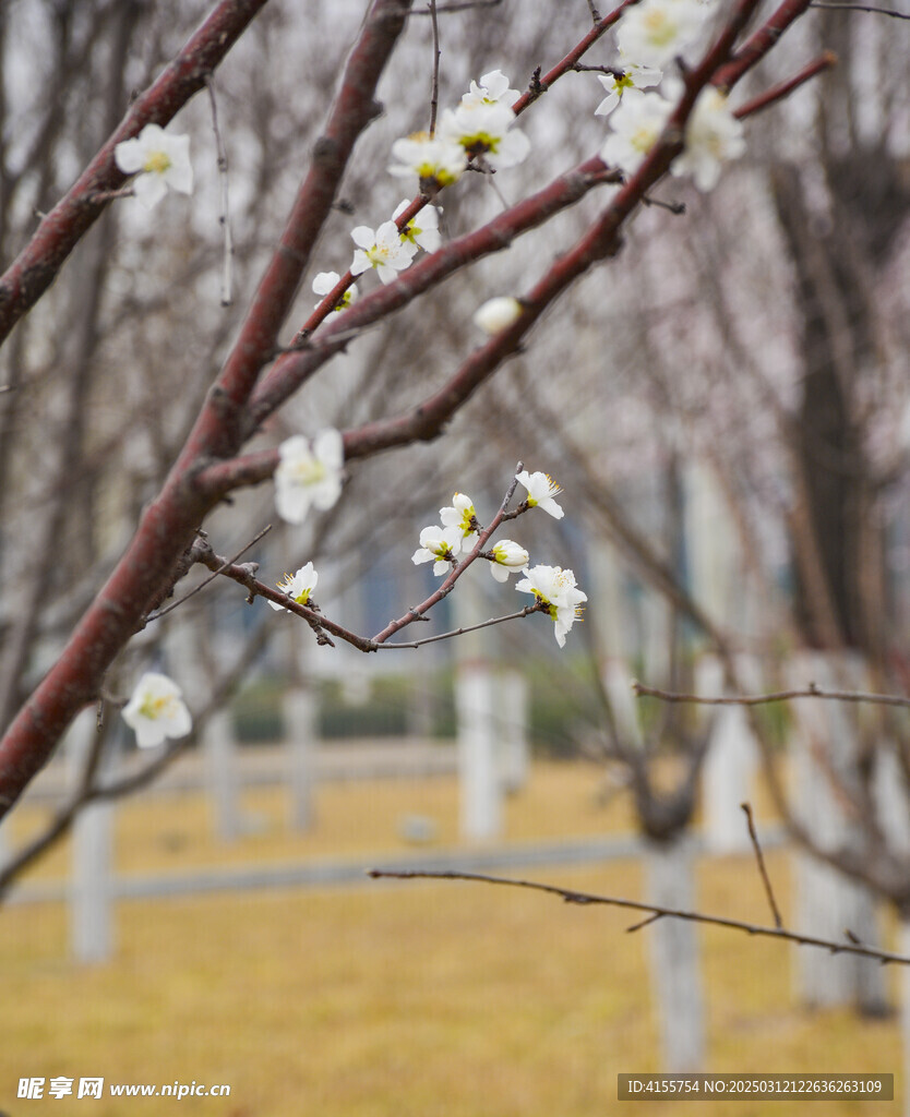 山桃花