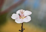 山桃花