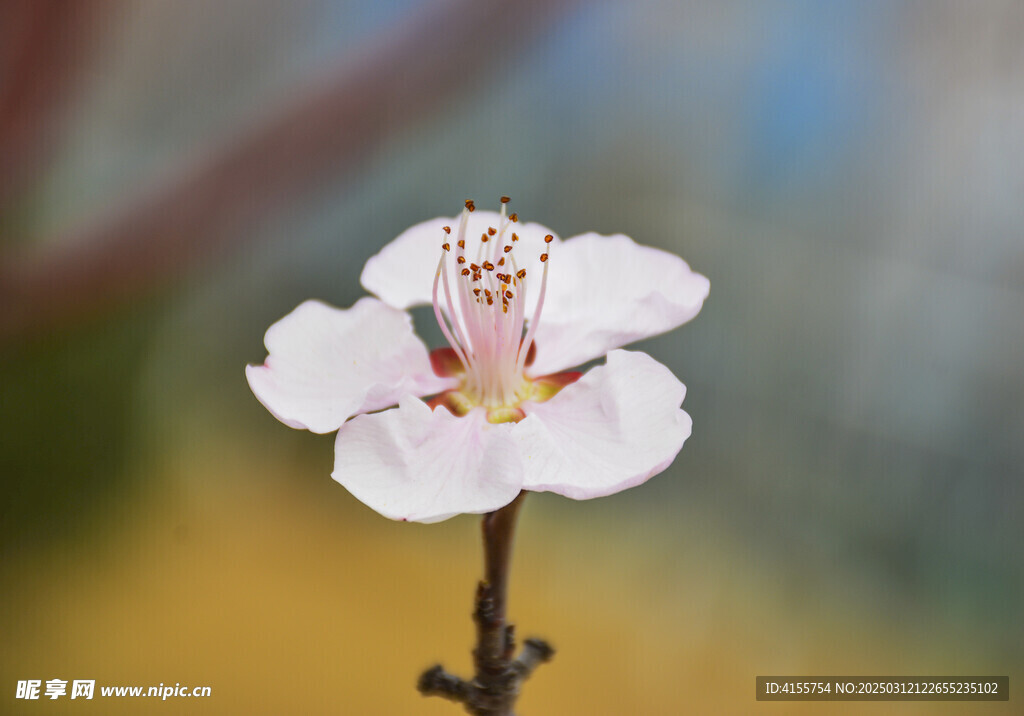 山桃花