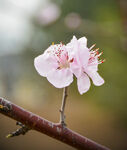 山桃花