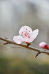 山桃花