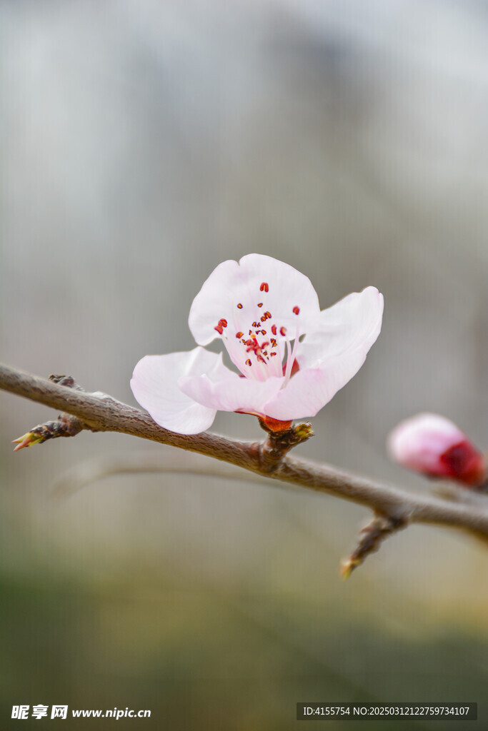 山桃花