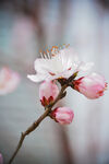 山桃花