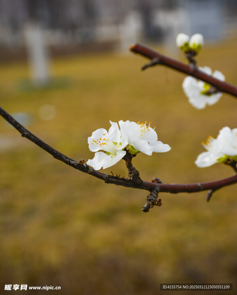 白色山桃花